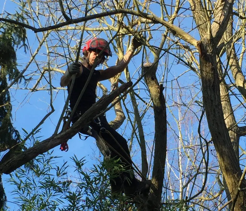 Baum fällen: So kann es der Profi. Baumpflege Ralf Kretzer.
