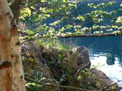 Baumpflege Ralf Kretzer