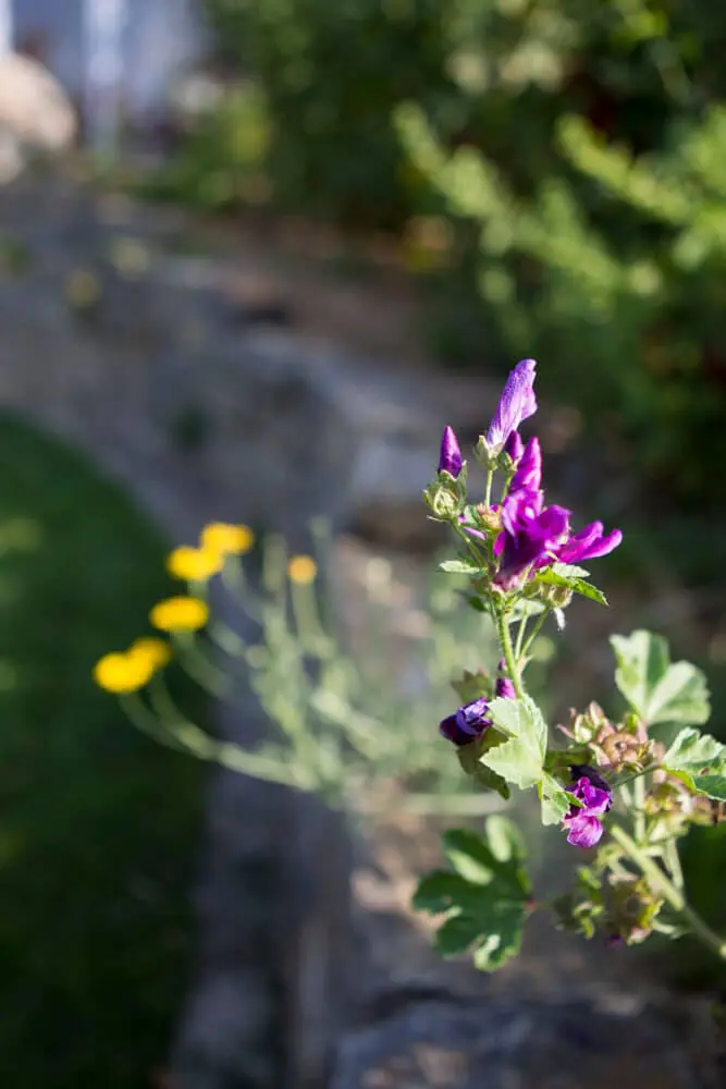 Blüten im Detail
