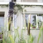 Gartenpflege: Kletterpflanzen an Fassade