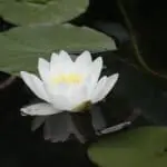 Seerose: Gartenteich Würzburg