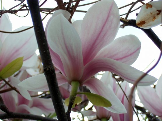 Baumpflege Ralf Kretzer: Magnolie blüht