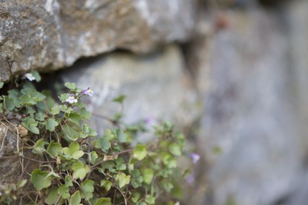 Mauerpflanzen an Trockensteinmauer Würzburg