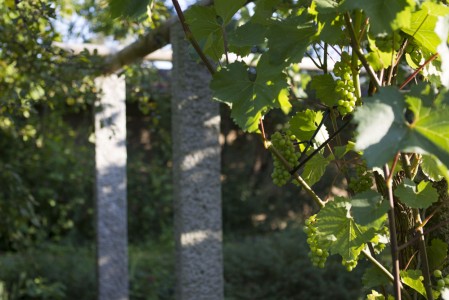 Pergola mit Wein