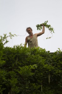 Rückschnitt - Fassadenbegrünung