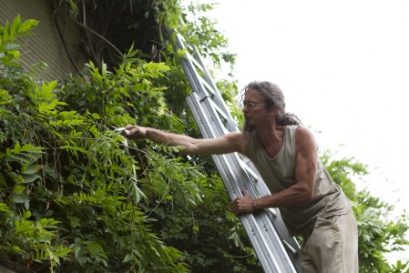 Gartenpflege - Fassadenbegrünung