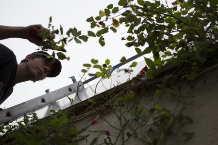 Kletterpflanze - Rückschnitt