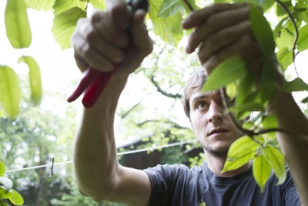 Rückschnitt - Wandbegrünung