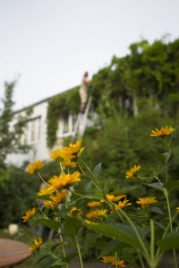 Sonnenhut und Gartenpflege