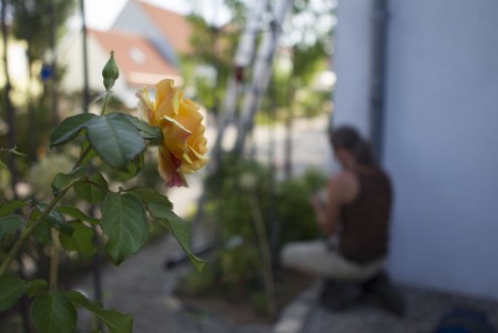 orange Rose im Garten