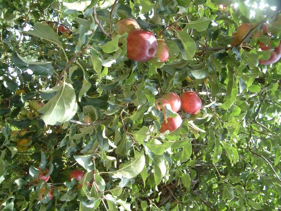 Obstbaumschnitt