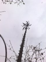 Baumpflege: Problembaumfällung