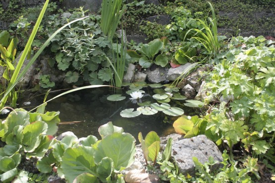 Wasserpflanzen