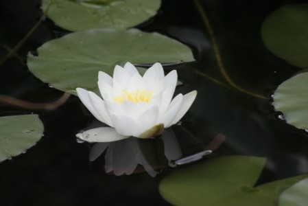 Seerose: Gartenteich Würzburg