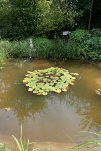 Gartenteich mit Seerosen